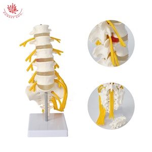 Mô hình cột sống thắt lưng mô phỏng cao Kích thước cuộc sống 1:1 con người thực sự của mô hình dây thần kinh phụ kiện thắt lưng thứ 5 - Product Image 2