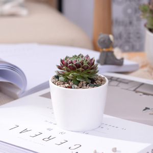 Venta al por mayor de macetas de cerámica blancas creativas, mini conjuntos circulares de flores suculentas, diseño minimalista, bonsái exhibidor para jardines de compras - Product Image 2