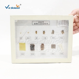 Spécimen de l'<span class=keywords><strong>histoire</strong></span> de vie des abeilles - Product Image 4