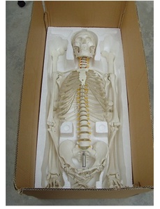 Modelo de Esqueleto Humano de 170 cm, Tamaño Real, Hueso Humano, Anatomía, Ciencia Médica, Modelo de Esqueleto de Tamaño Completo - Product Image 6