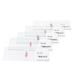 Portaobjetos de microscopio para observación de plantas, sección longitudinal de la punta del tallo de clavo, sección representativa de planta - Product Image 1