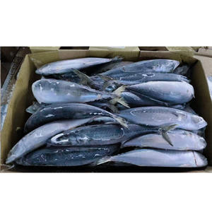 سمك الماكريل الكامل المجمد البحري 18 + + سعر السمك - Product Image 1