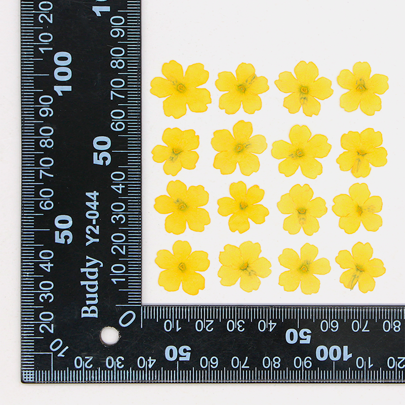 Jaune chaud teint 12 pcs/sac