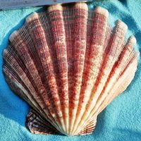 Paquet de coquillages de grande taille 4-7 pouces pour décoration, vaisselle européenne, coquillage de mer, en vrac, vente en gros