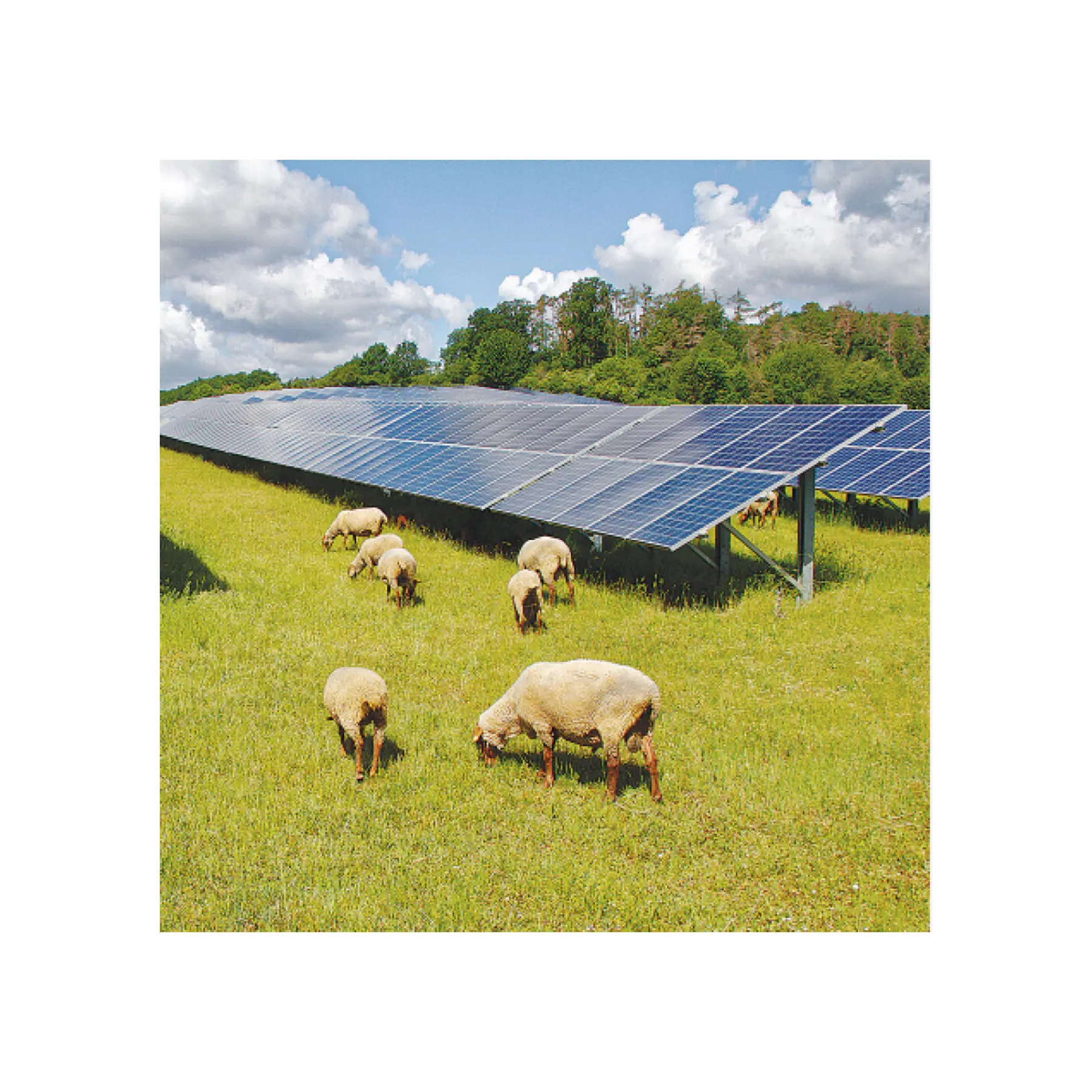 Terra Agrícola Solar Agricultura Estrutura Solar Rack Solar PV Ground Mount Sistema Estrutura Solar