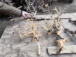 도매 노란색 아름다운 거미 수족관 물고기 탱크 액세서리 장식 수족관 자연 driftwall - Product Image 3