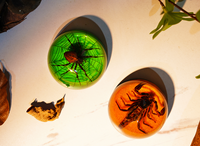 Fournitures scolaires Personnalisation de la taxidermie des insectes réels Aides pédagogiques en résine transparente Observation des insectes Beetle Spécimen d'insectes colorés