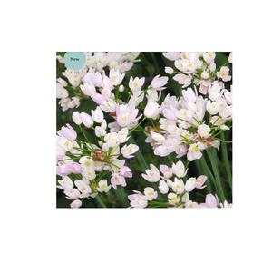 Cina Town Iris hollandica Carmen Allium roseum perché amiamo la collezione di bulbi da <span class=keywords><strong>giardino</strong></span> <span class=keywords><strong>giardino</strong></span> kit di fiori da <span class=keywords><strong>giardino</strong></span> - Product Image 1