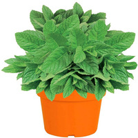 Kit de plantation de semences d'intérieur en plastique moderne Cadeau créatif pour débutants Ensemble de pots de fleurs de jardin Approvisionnement direct de l'usine
