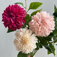 Dahlia artificielle en latex PPS, haute simulation, toucher réaliste, 66 cm, pour la décoration de jardin, de maison et de centre de table