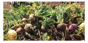 Традиционная китайская медицина, сырье, Натуральные Сушеные травы, мака, энергетический чай - Product Image 6