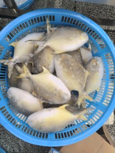 <span class=keywords><strong>Poisson</strong></span> Pompano Doré Congelé, Pomfret Doré Congelé IQF 300-400g 400-500g, Fruits de Mer d'Élevage en Gros pour l'Europe - Product Image 2