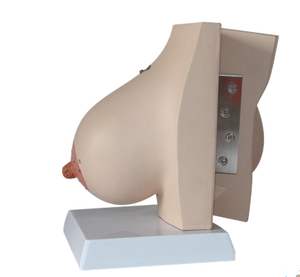 Modelo de Treinamento Médico Feminino: Modelo da Anatomia Interna da Mama Humana Durante a Lactação - Product Image 4