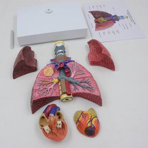 Modelo de enseñanza de ciencias médicas, sistema respiratorio, laringe, Corazón, Pulmón, árbol bronquial, modelo de corazón - Product Image 4