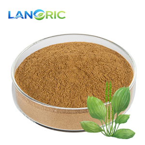 Toptan Plantago Major Özü Doğal Plantago Asiatica Özü Tozu Plantain Özü - Product Image 3