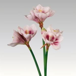 Fleur artificielle en PU <span class=keywords><strong>Amaryllis</strong></span>, haut de gamme, nouveau style chinois, pour salon, table, entrée, mariage, décoration de fête, <span class=keywords><strong>Amaryllis</strong></span> - Product Image 4