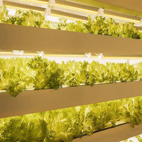 Système hydroponique Microgreen 4x4ft Stripe T5 36 w Tube à spectre complet ferme verticale 36 watt Led élèvent la lumière