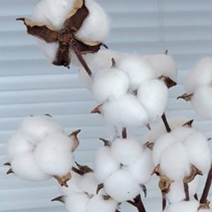 <span class=keywords><strong>Tiges</strong></span> de fleurs séchées artificielles en <span class=keywords><strong>coton</strong></span> en gros pour la décoration du salon, décorations florales de Noël pour la maison - Product Image 3