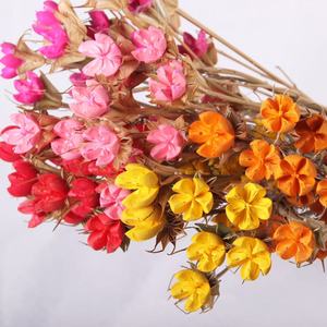 Flores Secas Naturales de Nivel A al por Mayor, Fruta Feliz Preservada, Personalización en un Solo Paso para Celebraciones en el Hogar, Regalos de Ramo de Pistachos - Product Image 5