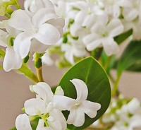 Branche de fleur d'osmanthus artificielle blanche en soie pour vase, décoration de table de mariage, vente en gros