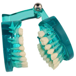 Modèle dentaire anatomique transparent - Modèle standard de racine dentaire et de <span class=keywords><strong>dentition</strong></span> <span class=keywords><strong>adulte</strong></span> - Ressources pédagogiques - Product Image 5