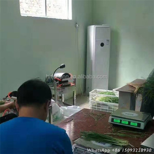 Comercial neumático <span class=keywords><strong>leafty</strong></span> verduras Leek limpieza máquina lavadora/puerro lavadora con precios razonables - Product Image 4