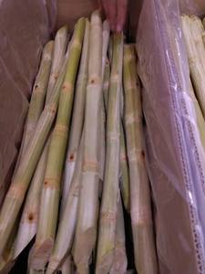 WHOLESALE FROZEN SUGARCANE WITH COMPETITIVE PRICE and HIGH QUALITY for EXPORT FROM VIETNAM - Product Image 4
