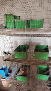 กล่องเพาะพันธุ์กระต่ายพร้อมขอบกันกัดแทะ กล่องทำรังในตัวทำจากพลาสติกสำหรับกรง<span class=keywords><strong>กระต่าย</strong></span> กล่องอุ่นสำหรับกระต่ายตั้งท้อง - Product Image 3