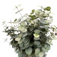 Feuille d'eucalyptus artificielle, fleur artificielle, décoration de mariage et de maison, plante verte, arrangement de feuilles de monnaie
