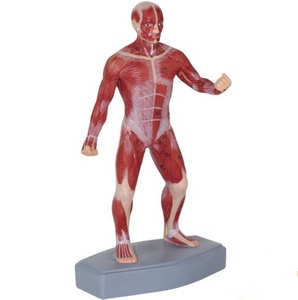 Modèle d'<span class=keywords><strong>anatomie</strong></span> <span class=keywords><strong>du</strong></span> <span class=keywords><strong>corps</strong></span> <span class=keywords><strong>humain</strong></span> enseignement médical modèle d'<span class=keywords><strong>anatomie</strong></span> musculaire <span class=keywords><strong>3D</strong></span> - Product Image 3