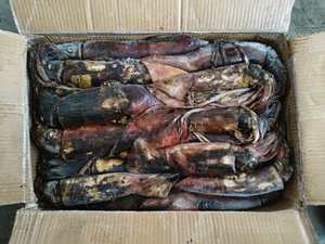 Calmar du Pacifique Sud, Calmar entier rond surgelé individuellement avec une taille <span class=keywords><strong>de</strong></span> 100 à 300 g, Fruits <span class=keywords><strong>de</strong></span> mer sauvages pour la vente en gros - Product Image 3