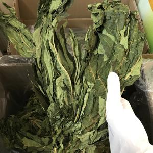 5075 <span class=keywords><strong>Mu</strong></span> <span class=keywords><strong>Gua</strong></span> Ye Atacado Ervas Tradicionais Chinesas Folhas de Papaia Secas Naturais Chá de Folhas de Papaia Natural - Product Image 3