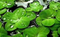 Harga Grosir Kapsul Lemna Minor Ekstrak Lemna Minor Bubuk