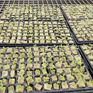 Agriculture Hydroponique Salades Graines de légumes Germination Laine de roche Milieu de culture Pierre minérale Laine de roche - Product Image 4