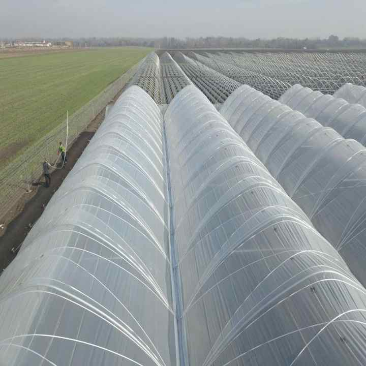 PE Greenhouse Plastic Film UV Resistant for Crop Protection