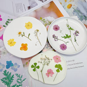 Timesrui Venda por atacado de flores secas naturais flores bonitas prensadas plantas preservadas para fazer acessórios de joias e artesanato DIY - Product Image 4