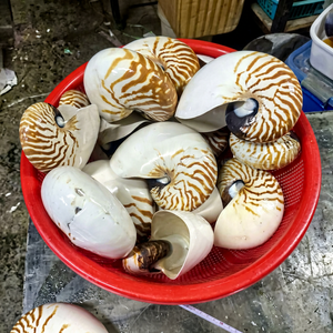 Coquille de Nautilus naturelle faite à la main, décorative, pour la décoration de maison de style côtier, artisanat DIY, vente en gros Vietnam - Product Image 1