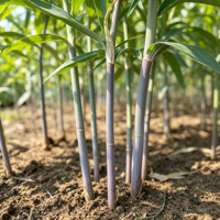 Extrait de poudre de graines de Polygonatum de qualité alimentaire supérieure, polyphénols, saponines, alcaloïdes, extraction liquide-solide en flacon