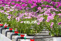 Tables de culture pour équipement agricole Bancs roulants pour serre de semis en treillis métallique