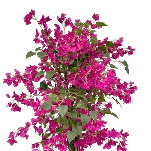 ต้นเฟื่องฟ้าประดิษฐ์สัมผัสเหมือนจริง ขนาด 200 ซม. พร้อมกระถางพลาสติก สำหรับตกแต่งบ้าน สำนักงาน งานแต่งงาน และจัดวางกลางโต๊ะ - Product Image 3