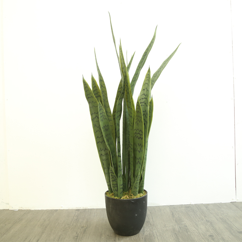 bonsai maple tree seed