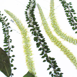 Catillons <span class=keywords><strong>de</strong></span> saule noir et blanc pressés et séchés avec tiges, feuilles <span class=keywords><strong>de</strong></span> saule vertes naturelles pour l'art <span class=keywords><strong>de</strong></span> la résine DIY, l'artisanat et la décoration intérieure - Product Image 4