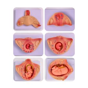 ชุดการเจริญเติบโตของทารก<span class=keywords><strong>ใน</strong></span><span class=keywords><strong>ครรภ์</strong></span>ขนาดเท่าของตัวอ่อนมนุษย์จากไซโกตไปจนถึงทารกสำหรับการฝึกอบรมทางการแพทย์ของโรงเรียน - Product Image 2