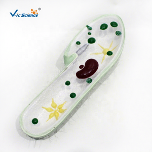 แบบจำลองกายวิภาคพาราเมเซียม 3 ส่วน แบบตัดตามยาว อุปกรณ์ช่วยสอนวิชาชีววิทยา แบบจำลองพิราโทโซอามาตรฐาน - Product Image 1