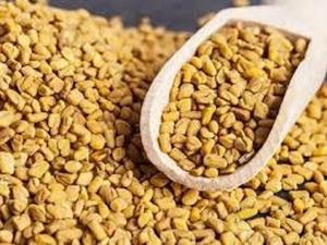 Graines de fenugrec indien fraîches et biologiques (Methi Dana) – Qualité export, épices en poudre, prix de gros - Product Image 3