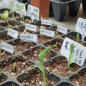 Plateau de <span class=keywords><strong>semis</strong></span> à cellule 72 et 50 pièces, pots de <span class=keywords><strong>semis</strong></span> <span class=keywords><strong>en</strong></span> plastique, plateau de <span class=keywords><strong>semis</strong></span> pour bombe et <span class=keywords><strong>semis</strong></span>, pour fleurs, pot de pépinière, plantes - Product Image 5