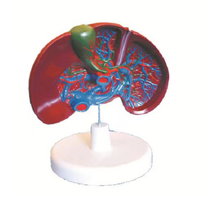 Ciência médica modelo de anatomia do fígado, vasos sanguíneos do fígado, modelo estrutural da bexiga biliar - Product Image 1