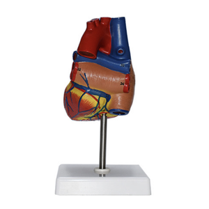 Mô Phỏng Giảng Dạy Mô Hình Giải Phẫu Tim Mạch Siêu Âm Màu <span class=keywords><strong>B</strong></span> Y Tế Có Thể Tháo Rời Lớn Tự Nhiên - Product Image 2