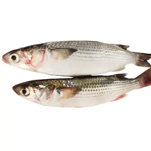 New Arrival China Farming High Quality Grey Mullet Gutted IWP 1000-2000g Frozen Grey Mullet Fish On Sale