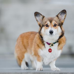 Cá nhân hoá tùy chỉnh khắc Pet ID thẻ không nhiều màu Dog Cat name tag - Product Image 6